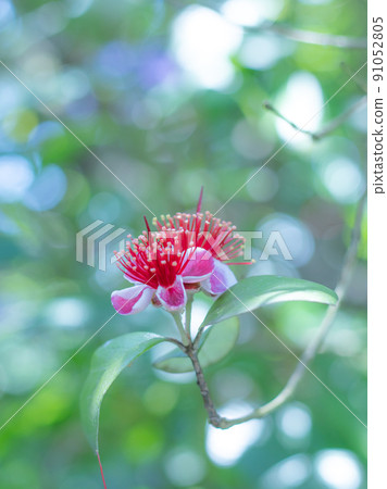 Feijoa的花 Feijoa的花 91052805