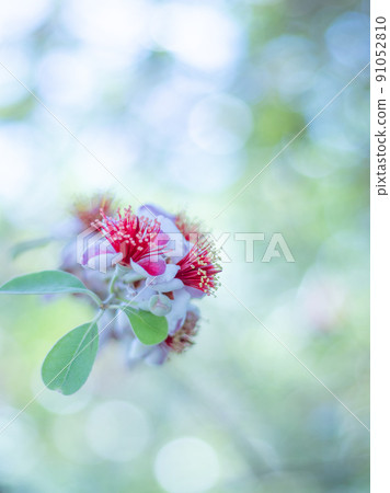 Feijoa's flower 91052810