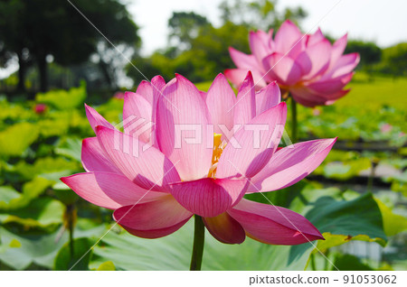燈光下的蓮花 燈光下的蓮花 91053062