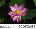 Lotus flower  91053063