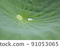 Water droplets rolling on lotus leaves 91053065