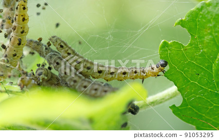 Dark green caterpillar on a plant in the garden Dark green caterpillar on a plant in the garden 91053295