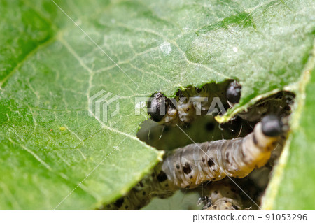 Dark green caterpillar on a plant in the garden Dark green caterpillar on a plant in the garden 91053296