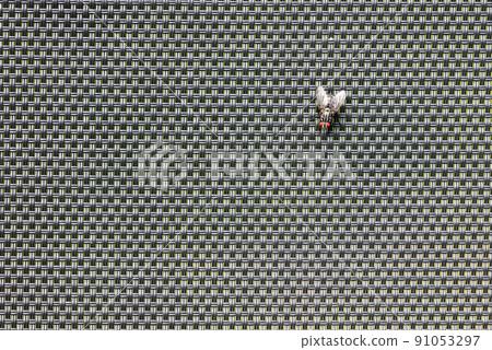 Fly isolated on black raster background Fly isolated on black raster background 91053297