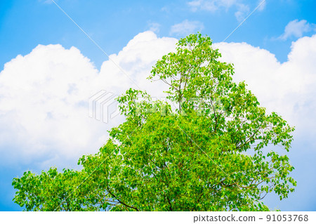 Fresh greenery shining against the blue sky Fresh greenery shining against the blue sky 91053768