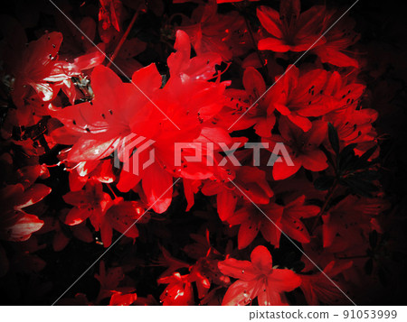Red flower Red flower 91053999