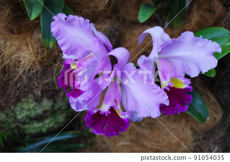 Heisei s038 91054035