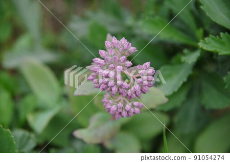 Orpine buds Orpine buds 91054274