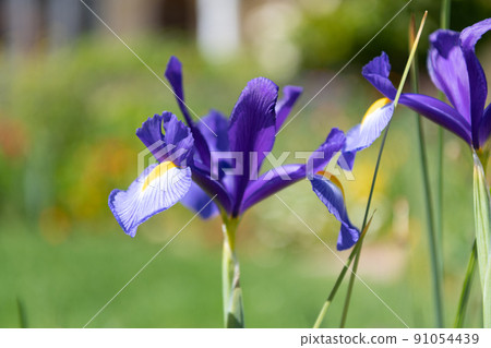 iris flowers blooming in sunny spring day 91054439