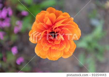 macro view of beautiful ranunculus orange flower 91054443