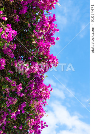 Flowering shrub of bougainvillea or paperflower flowers sky background, copy space 91054471