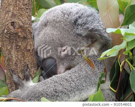 Koala's sleeping face 91054601