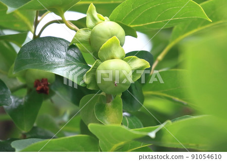 生長的柿子果實 生長的柿子果實 91054610