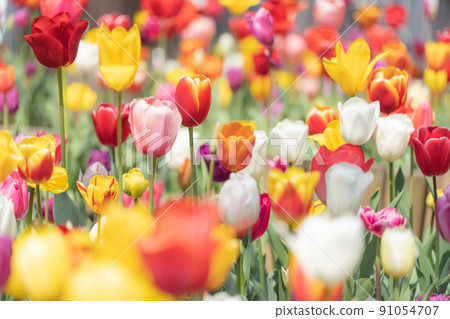 Tulip field Tulip field 91054707