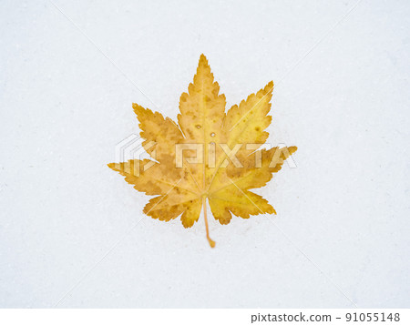 雪地上的楓葉 雪地上的楓葉 91055148