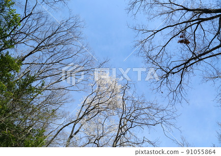 市子公園的埃德彼岸櫻 市子公園的埃德彼岸櫻 91055864