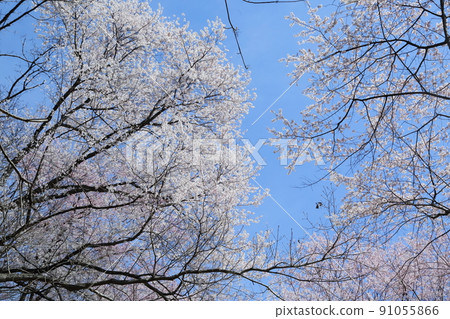 市子公園的埃德彼岸櫻 市子公園的埃德彼岸櫻 91055866