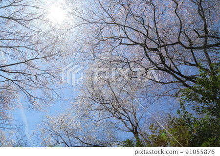 市子公園的埃德彼岸櫻 91055876