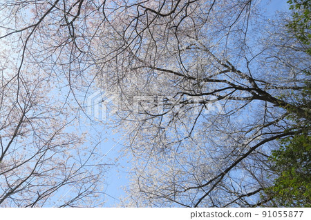 市子公園的埃德彼岸櫻 91055877