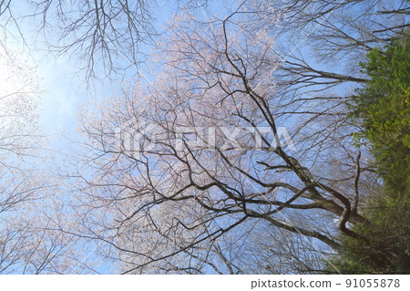 市子公園的埃德彼岸櫻 市子公園的埃德彼岸櫻 91055878