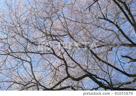 市子公園的埃德彼岸櫻 91055879