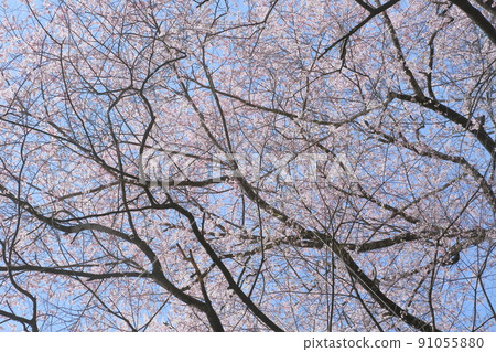 市子公園的埃德彼岸櫻 市子公園的埃德彼岸櫻 91055880