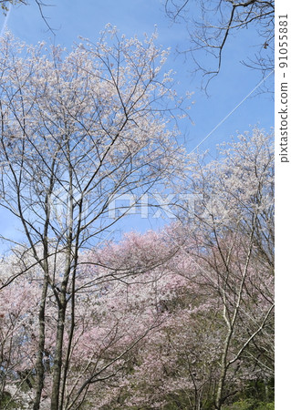 市子公園的埃德彼岸櫻 91055881