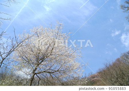 市子公園的埃德彼岸櫻 91055883