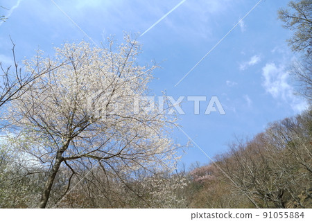 市子公園的埃德彼岸櫻 91055884