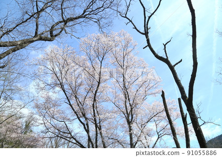 市子公園的埃德彼岸櫻 91055886