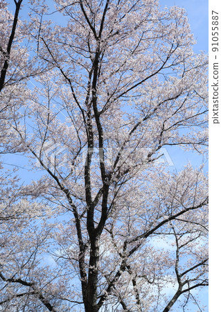 市子公園的埃德彼岸櫻 91055887