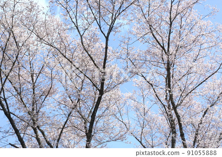 市子公園的埃德彼岸櫻 市子公園的埃德彼岸櫻 91055888