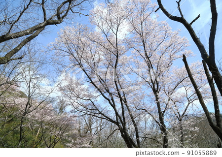 市子公園的埃德彼岸櫻 91055889