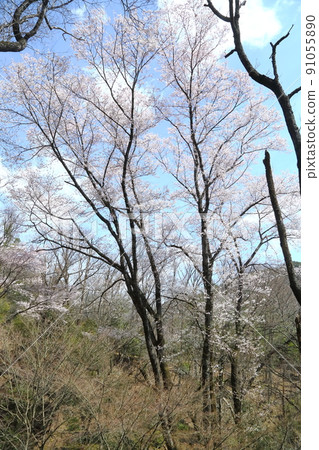 市子公園的埃德彼岸櫻 市子公園的埃德彼岸櫻 91055890