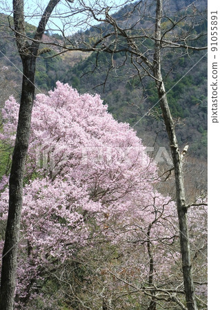 市子公園的埃德彼岸櫻 91055891