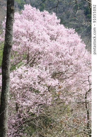 市子公園的埃德彼岸櫻 91055892