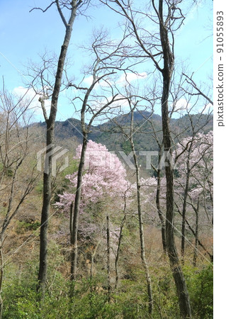 Ed Higanzakura in Ichiko Park Ed Higanzakura in Ichiko Park 91055893