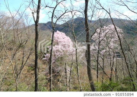 Ed Higanzakura in Ichiko Park 91055894