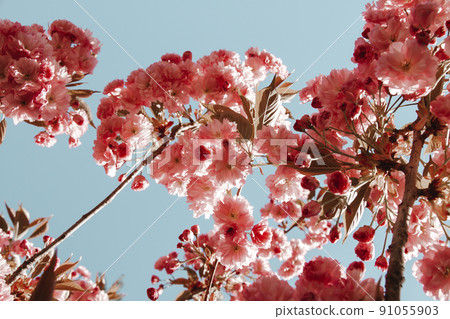 Japanese cherry blossom in spring. Closeup view 91055903