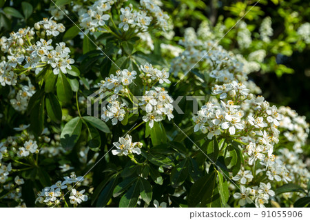 Mexican orange blossom in spring 91055906