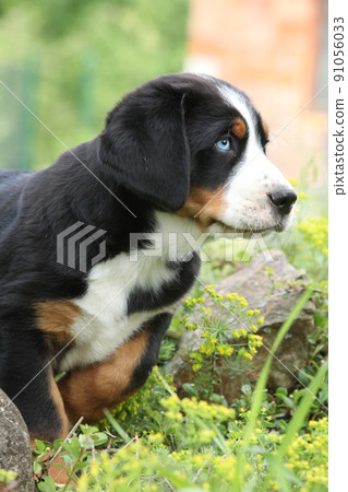 Amazing puppy in the garden Amazing puppy in the garden 91056033