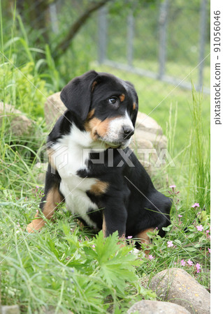 Amazing puppy in the garden Amazing puppy in the garden 91056046