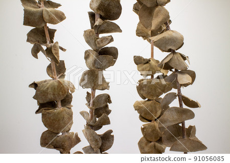 四個乾桉樹枝 91056085