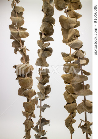 四根幹桉樹枝,垂直組合 四根幹桉樹枝,垂直組合 91056086