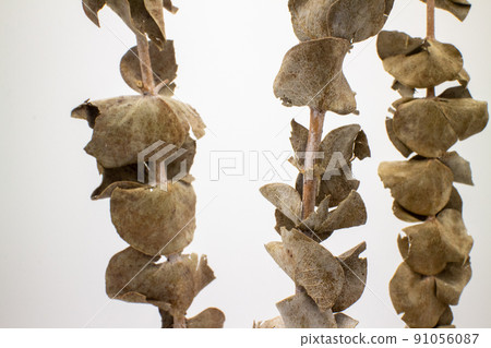 三個乾桉樹枝 三個乾桉樹枝 91056087