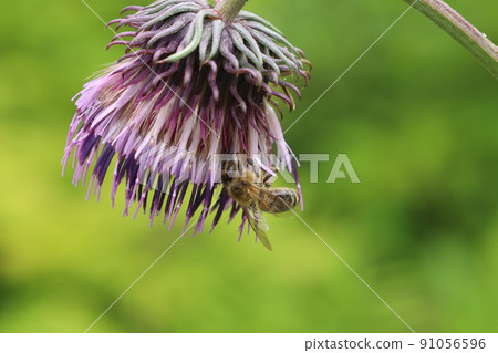 千島薊花和蜜蜂 千島薊花和蜜蜂 91056596