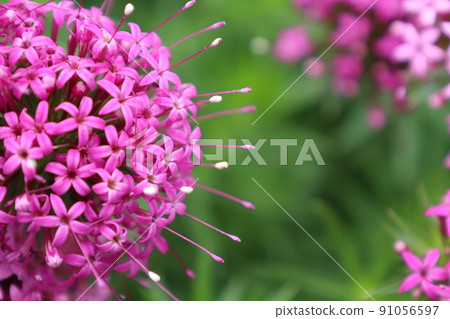 Hanakurumabasou flower pink 91056597