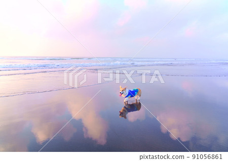 柯基沿著日出的海岸散步 91056861