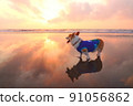 Corgi taking a walk along the shores of the sunrise 91056862