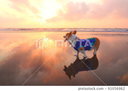 Corgi taking a walk along the shores of the sunrise 91056862
